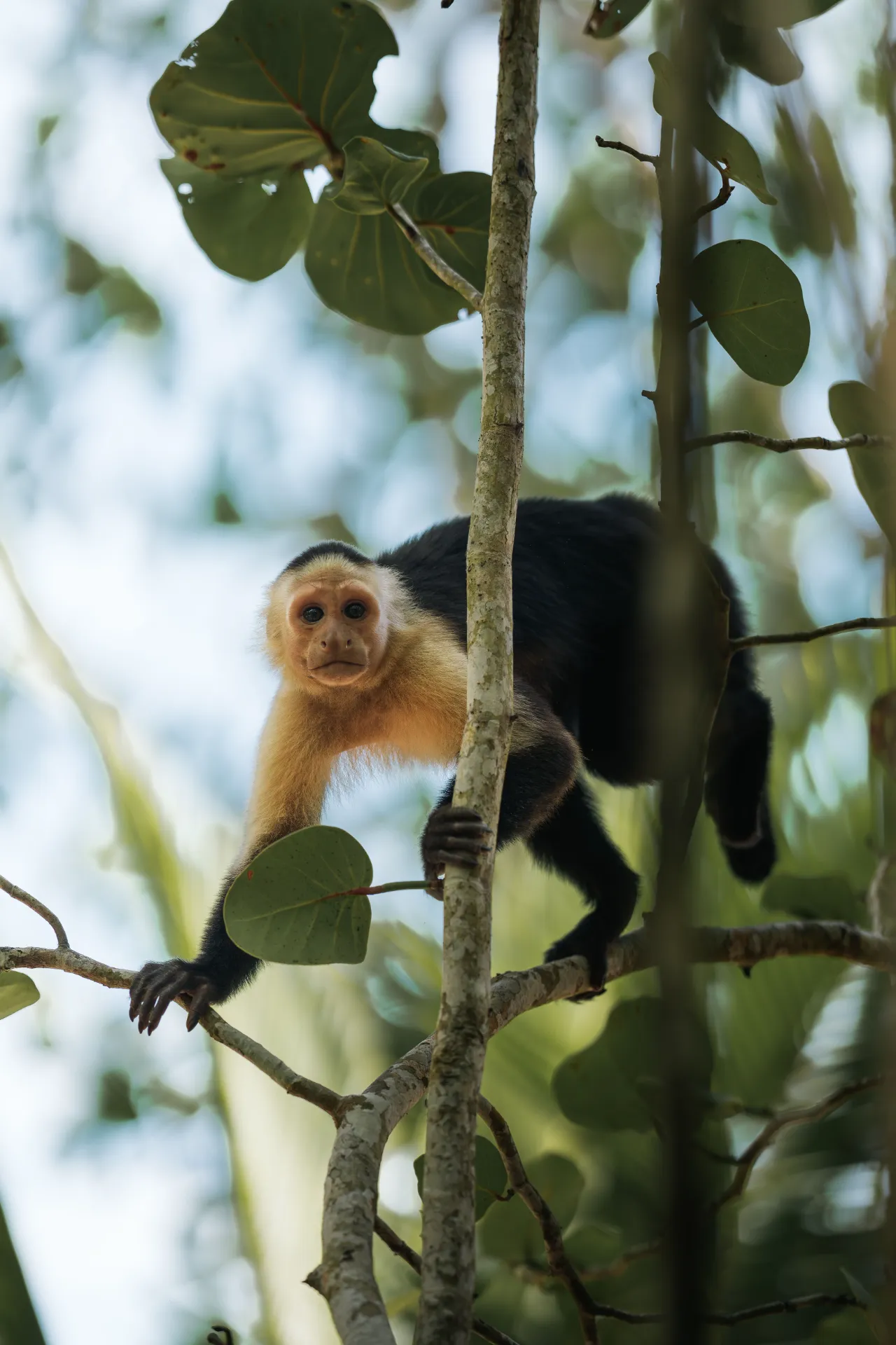 Costa Rica: " Pura vida" - 5