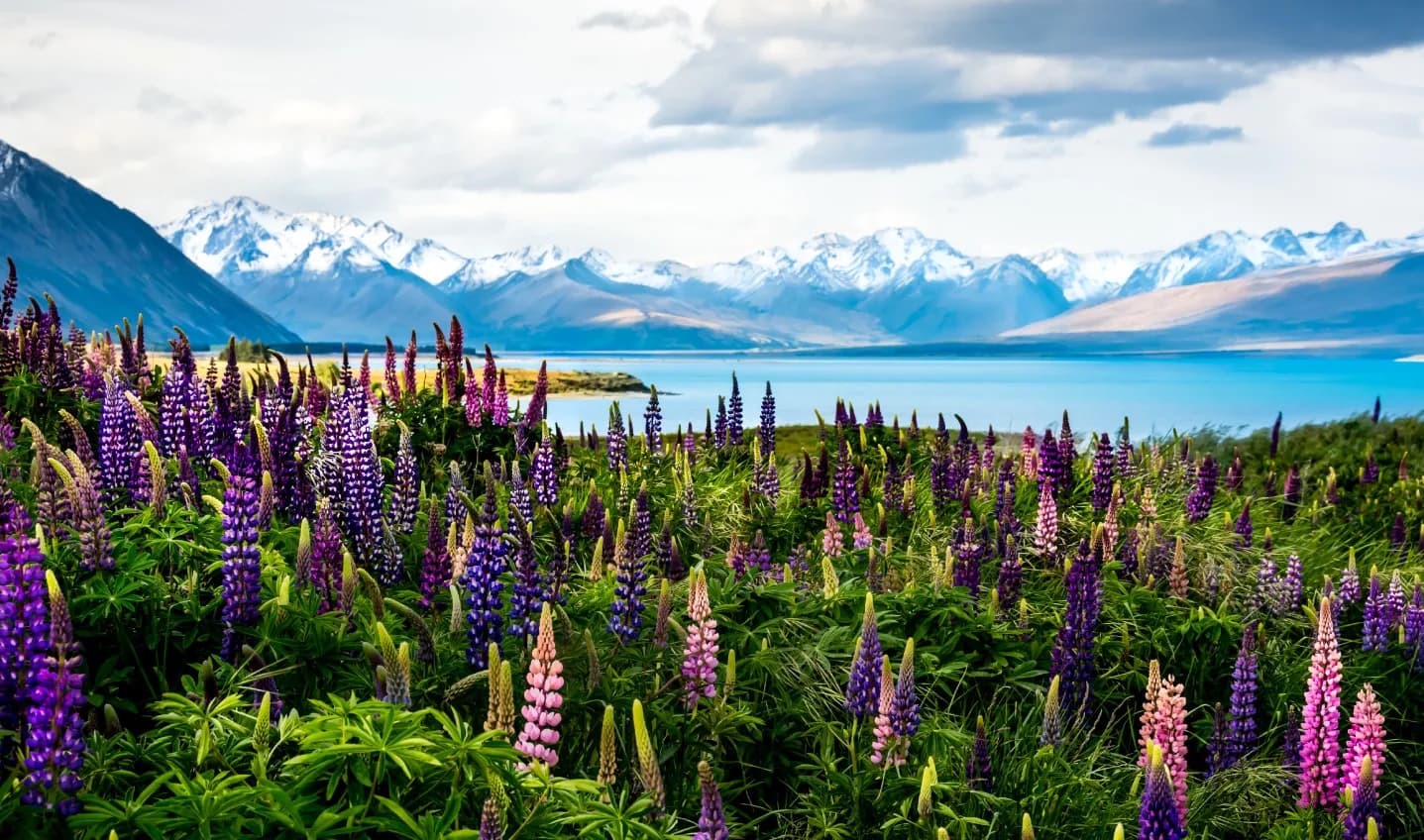 Conoce el paraíso,vuela a Nueva Zelanda,Kauri y Sydney. Desde 6.865€.Salidas desde Madrid y Barcelona. - 4